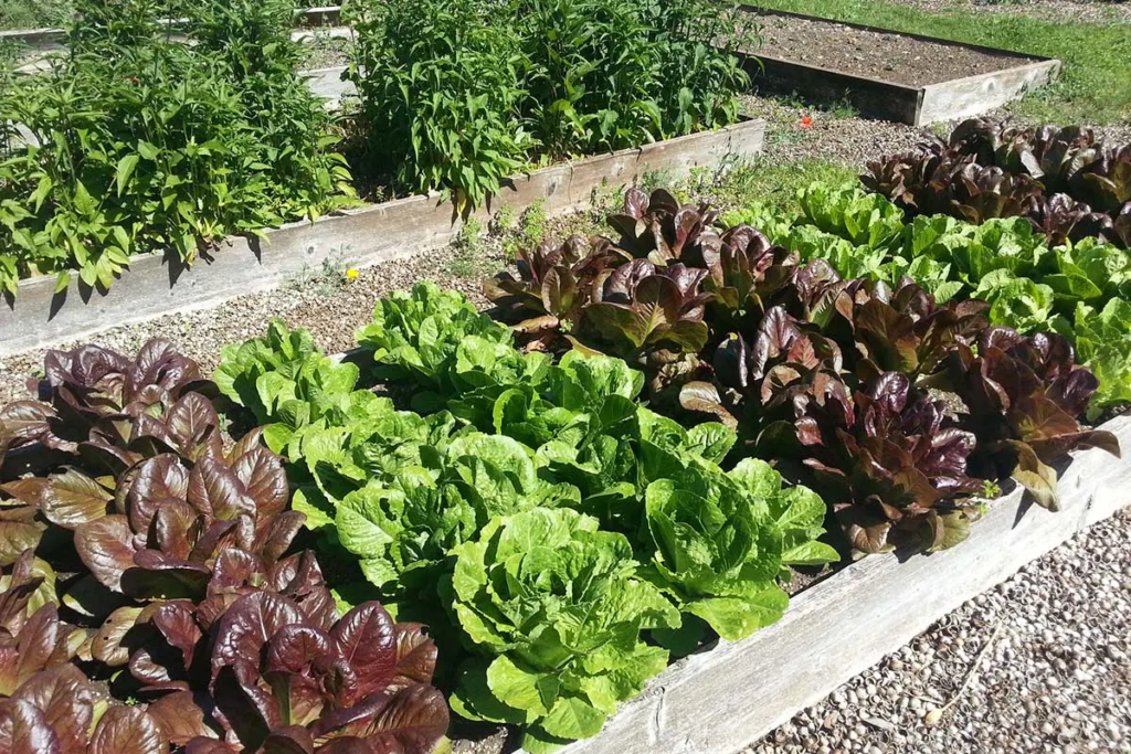 vegetables for raised garden bed: Lettuce