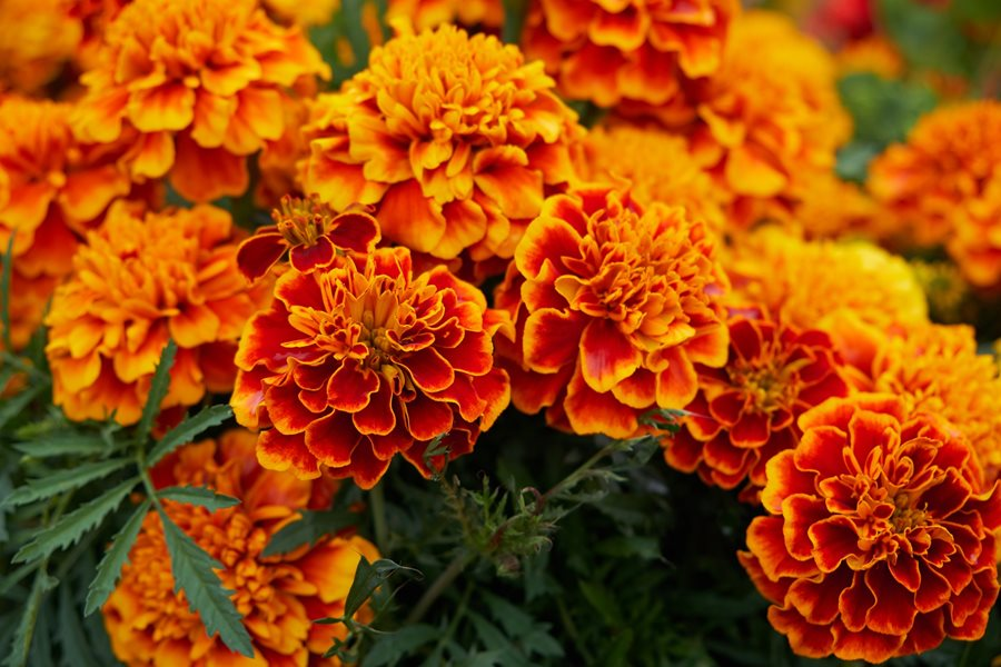 flowers to plant in raised garden: Marigolds