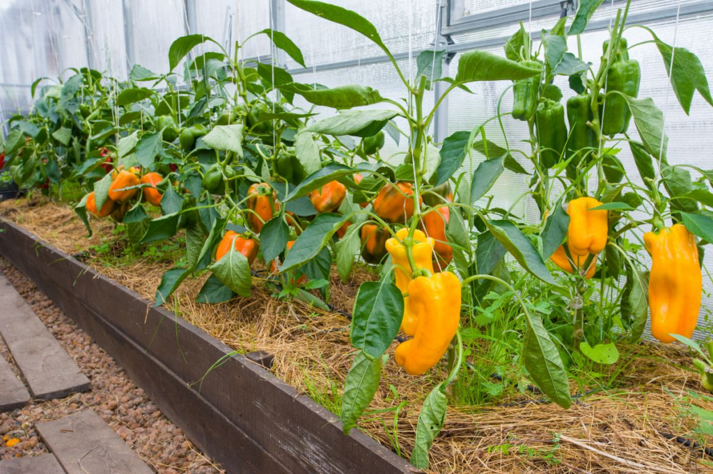 vegetables for raised garden bed: Peppers
