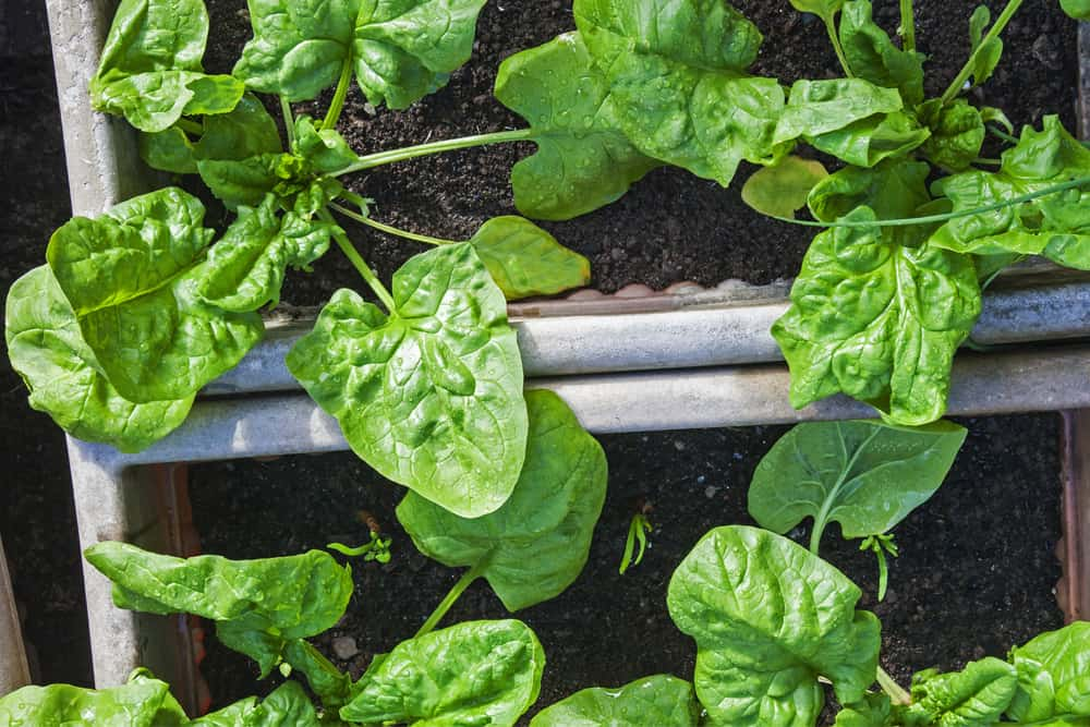 vegetables for raised garden bed: Spinach