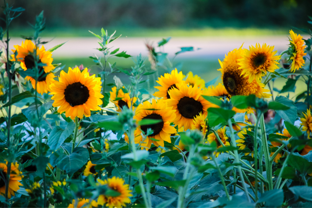 flowers to plant in raised garden: Sunflowers