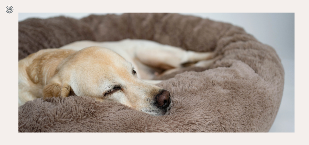 Best Dog Beds for Winter Comfort