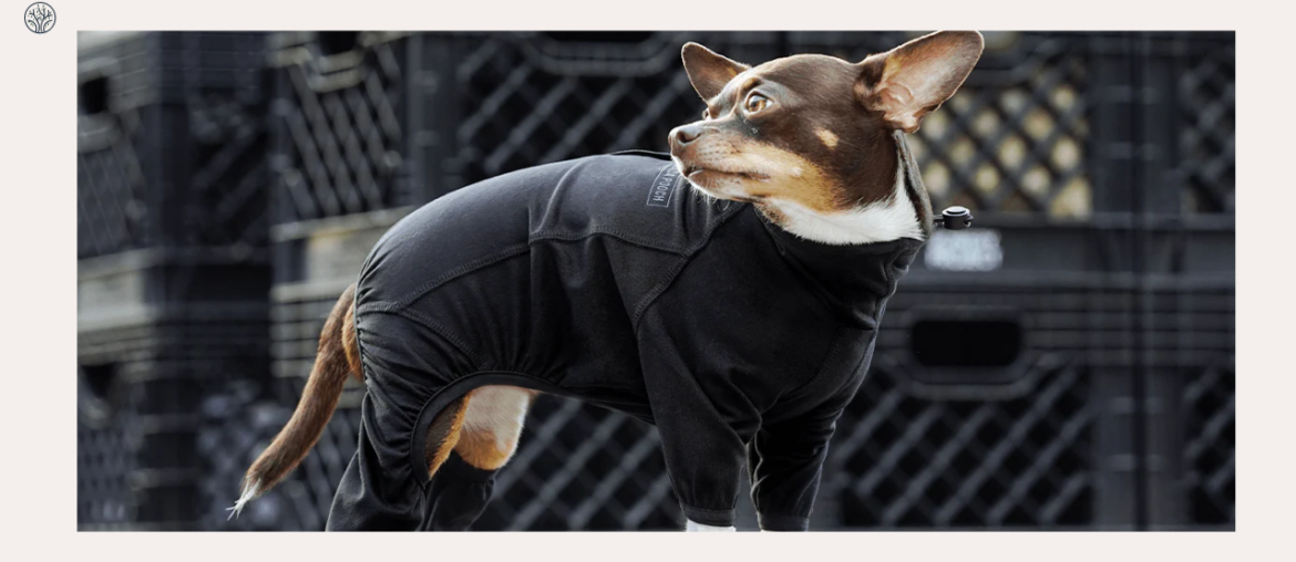 Best Dog Sweaters for Winter