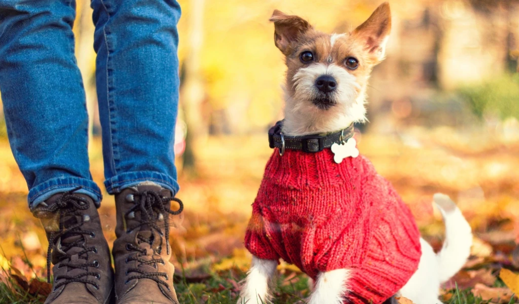 Where To Get The Best Dog Sweaters For Winter?
