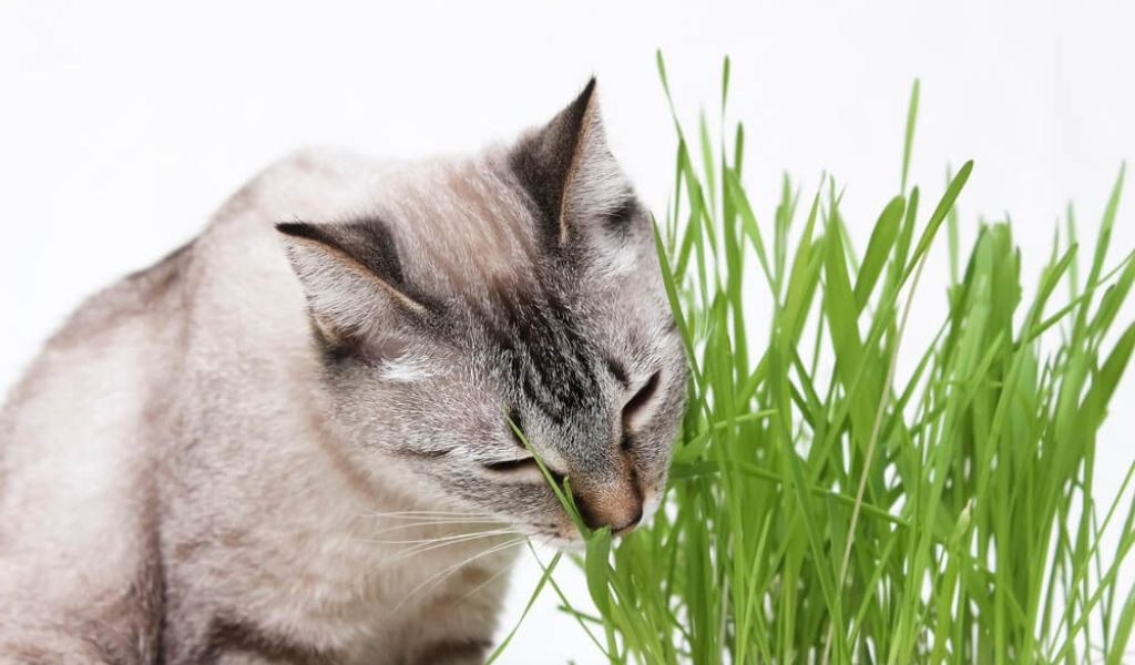 How Much High-Fiber Cat Food Should I Feed My Cat?