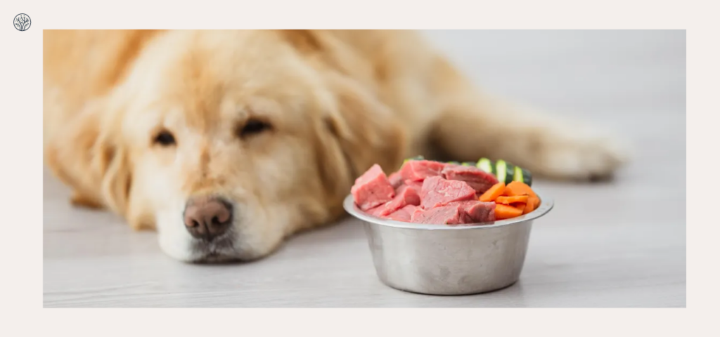 Best Raw Food For Dogs