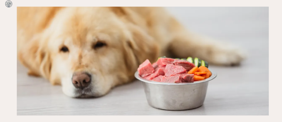 Best Raw Food For Dogs