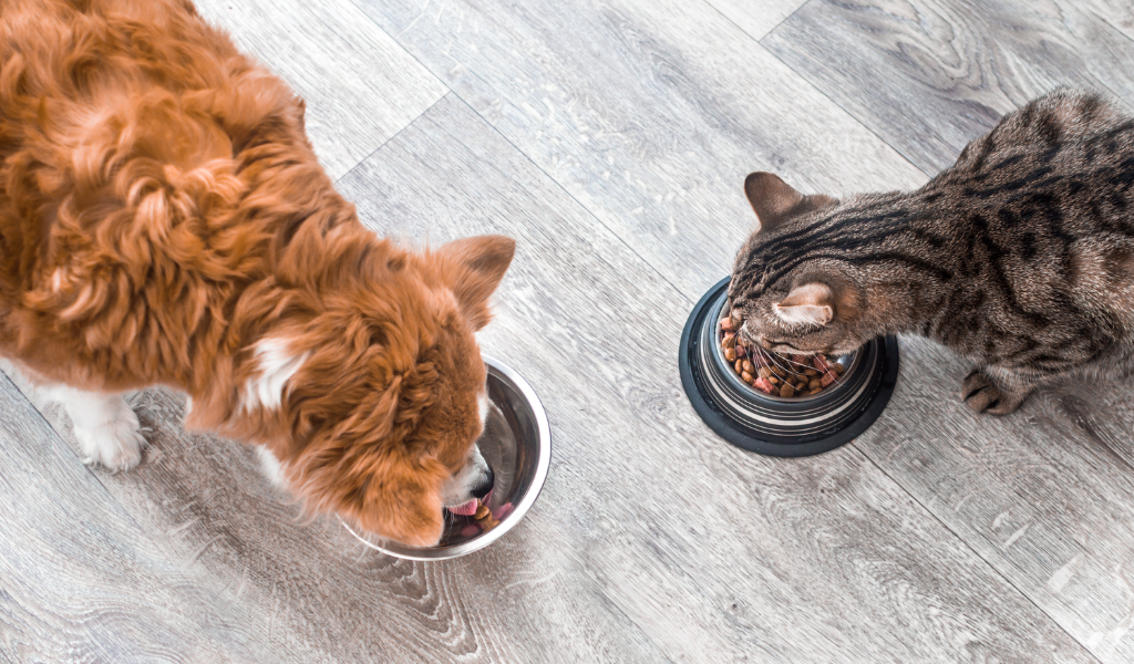 Can dogs eat cat food? Answer revealed