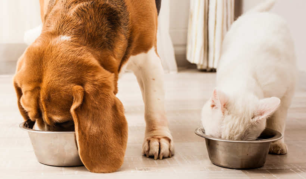 Handle Your Dog's Cat Food Cravings