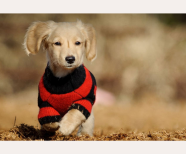 Do Dogs Need A Sweater For Winter?
