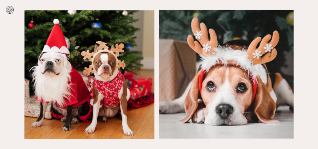 Best Dog Christmas Costumes