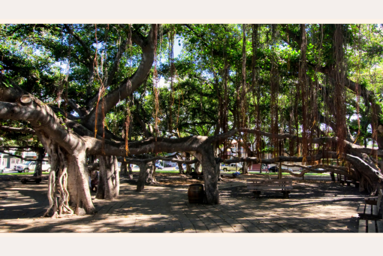 lahaina’s-banyan-tree