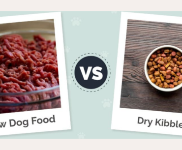 Raw Feeding vs Kibble Diet: Which One Is Better?