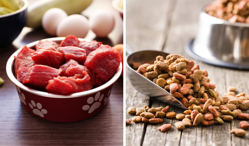 raw feeding vs kibble diet comparison