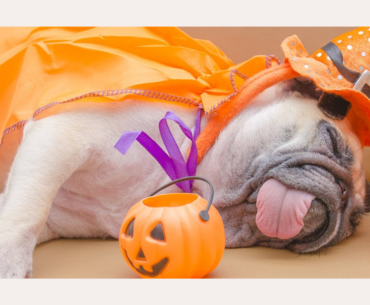 Tips For Safe Pet Costumes