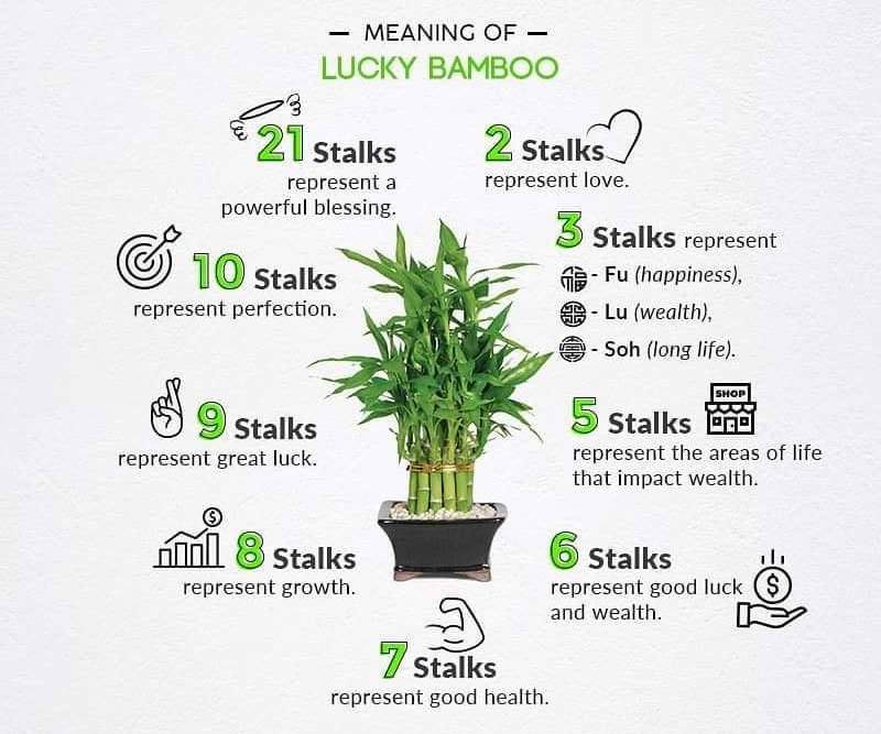 Lucky Bamboo Meaning of Stalks