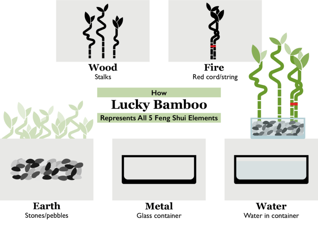 Lucky Bamboo Meaning in Feng Shui