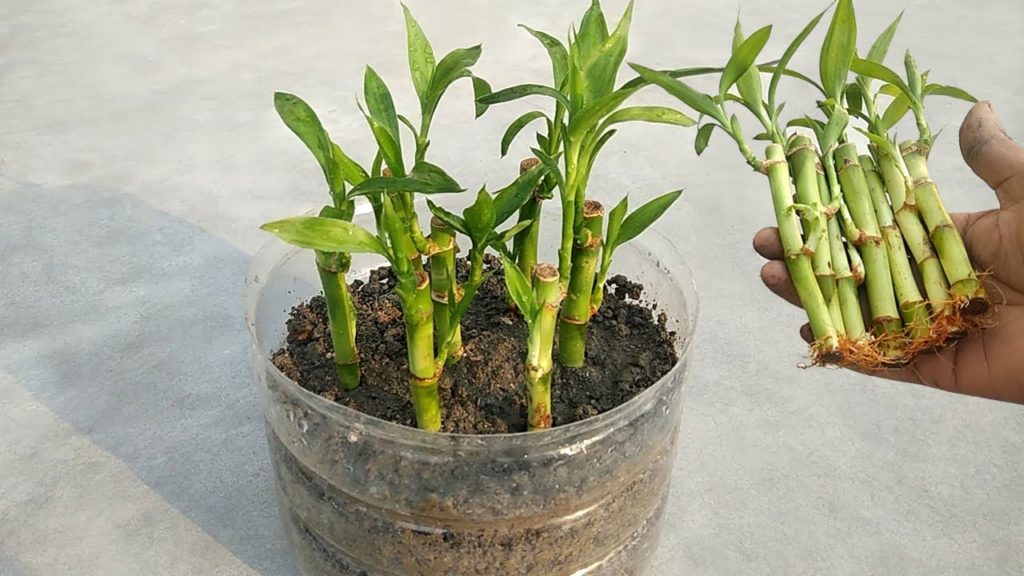 How To Propagate Lucky Bamboo