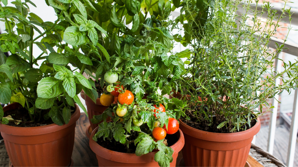 avoid reusing tomato soil