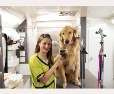 Best Mobile Pet Grooming Services In California