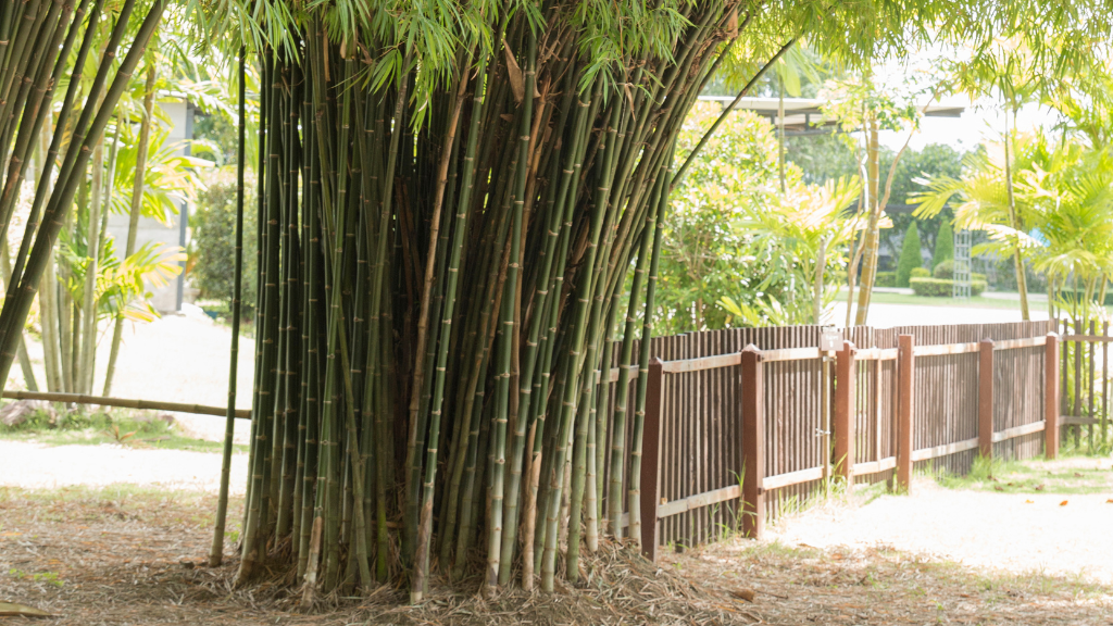 different types of bamboo