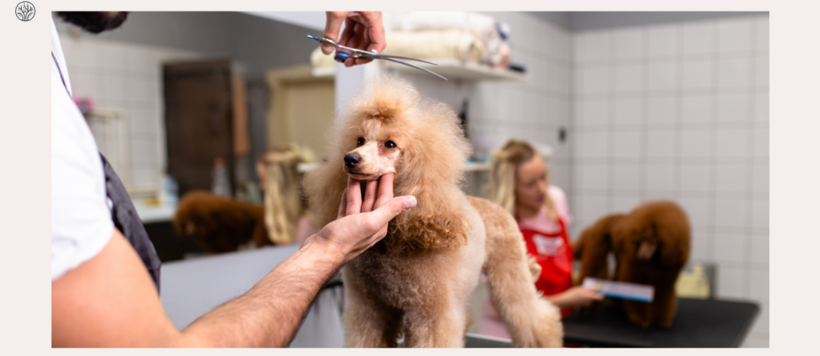 Dog Grooming Tips and Tricks
