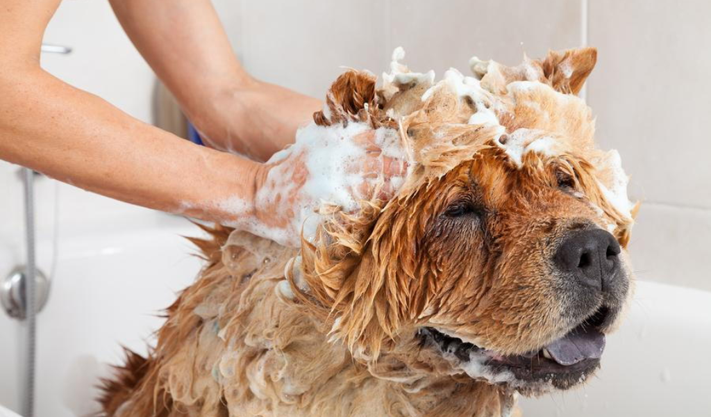 dog grooming tips and tricks for beginners