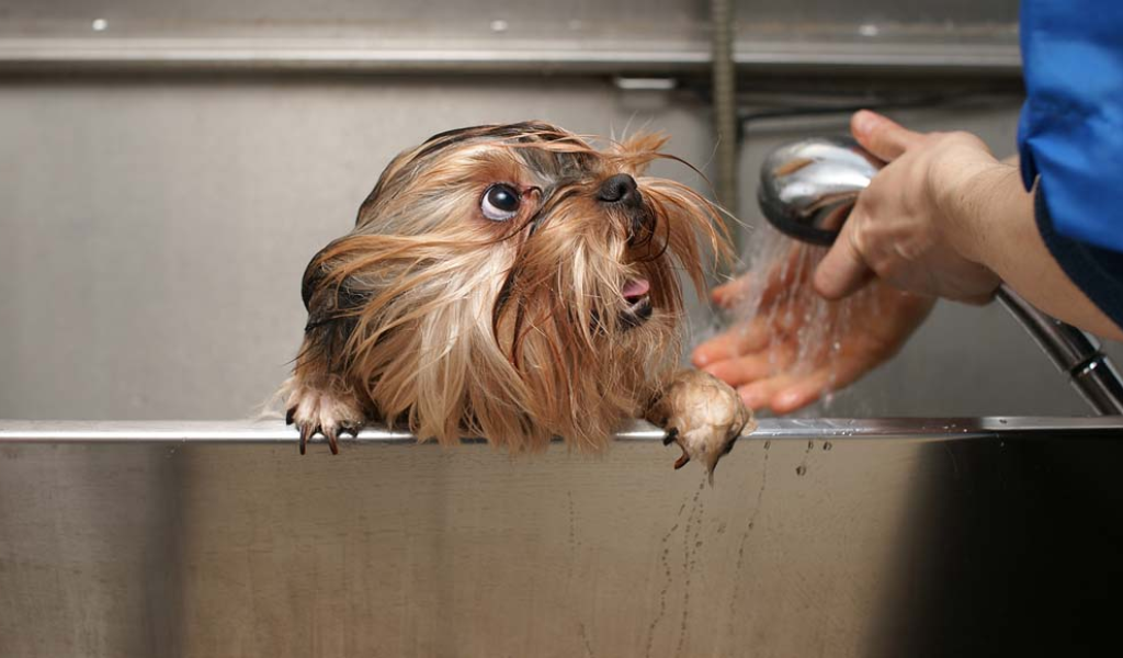 Teach your dog to enjoy grooming sessions