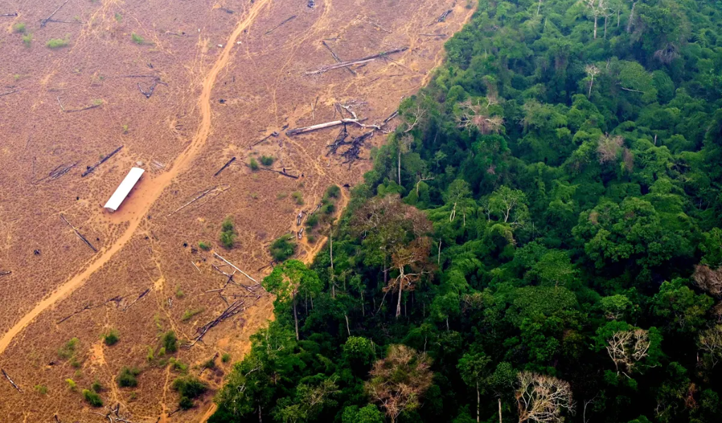 Environmental Impact of Ecotourism In The Amazon