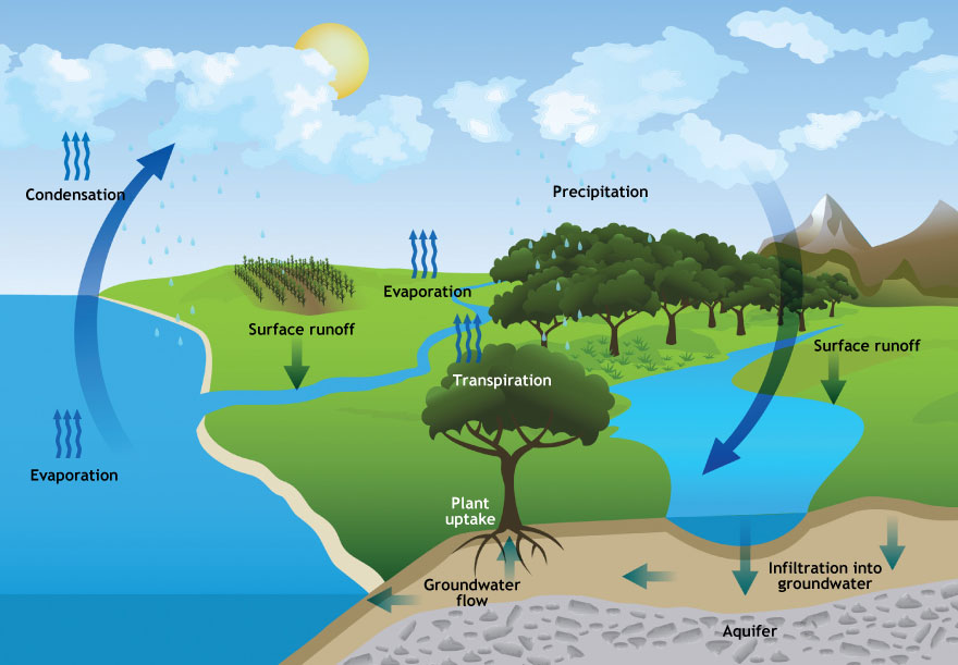 how do trees improve water quality: Trees And The Water Cycle