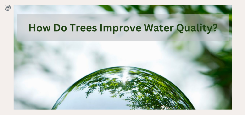how do trees improve water quality