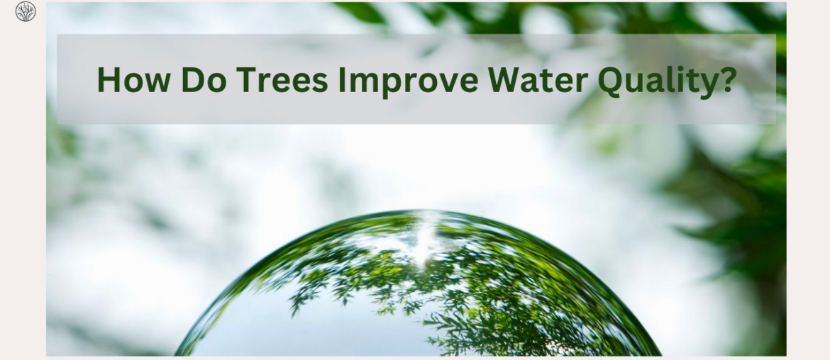 how do trees improve water quality