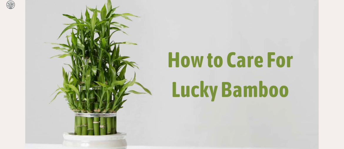 How to Care for Lucky Bamboo