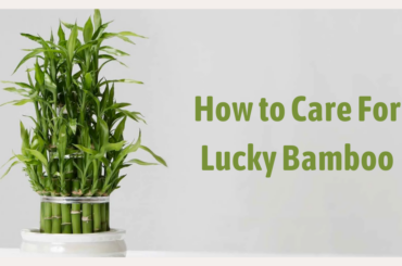 How to Care for Lucky Bamboo