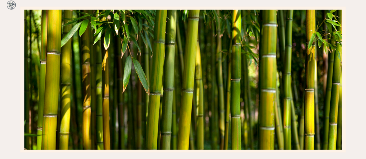 how-to-plant-bamboo