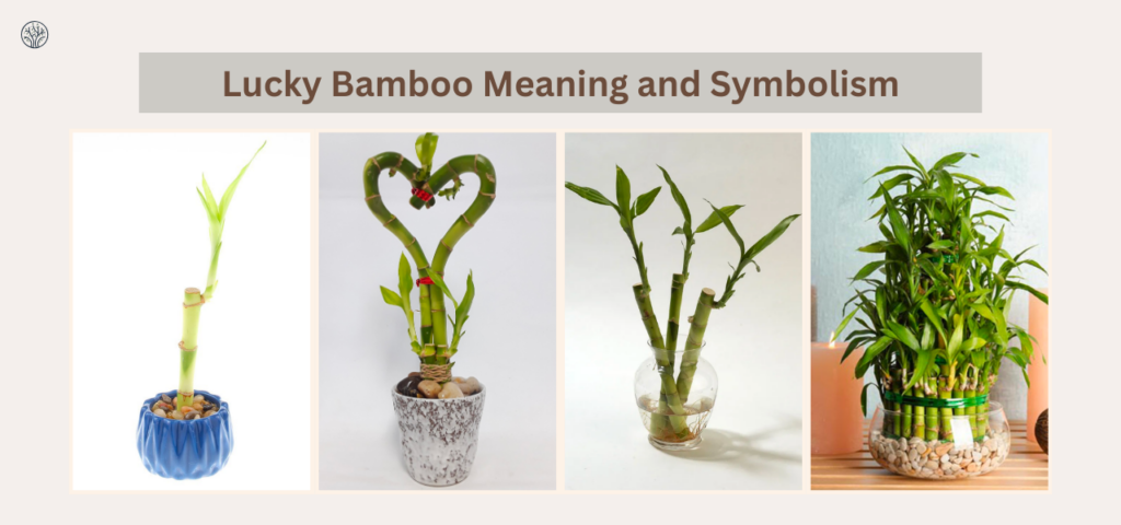Lucky Bamboo Meaning