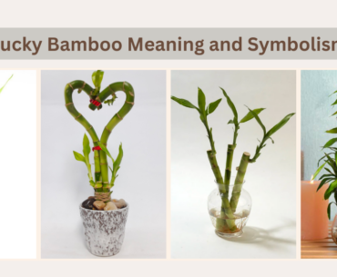 Lucky Bamboo Meaning