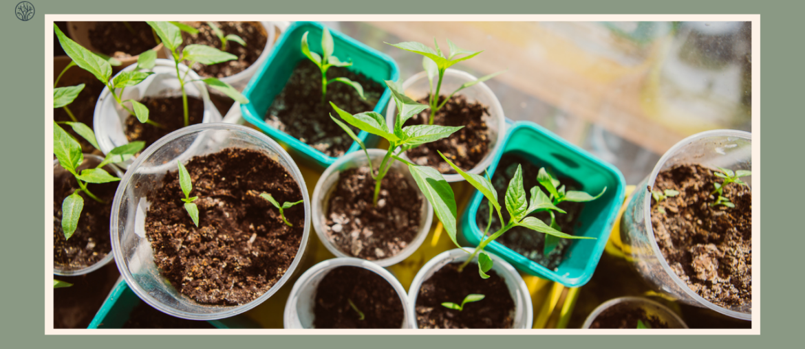 prepare-seedlings-for-planting