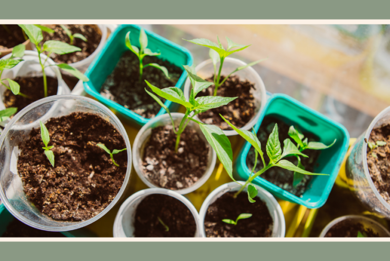 prepare-seedlings-for-planting