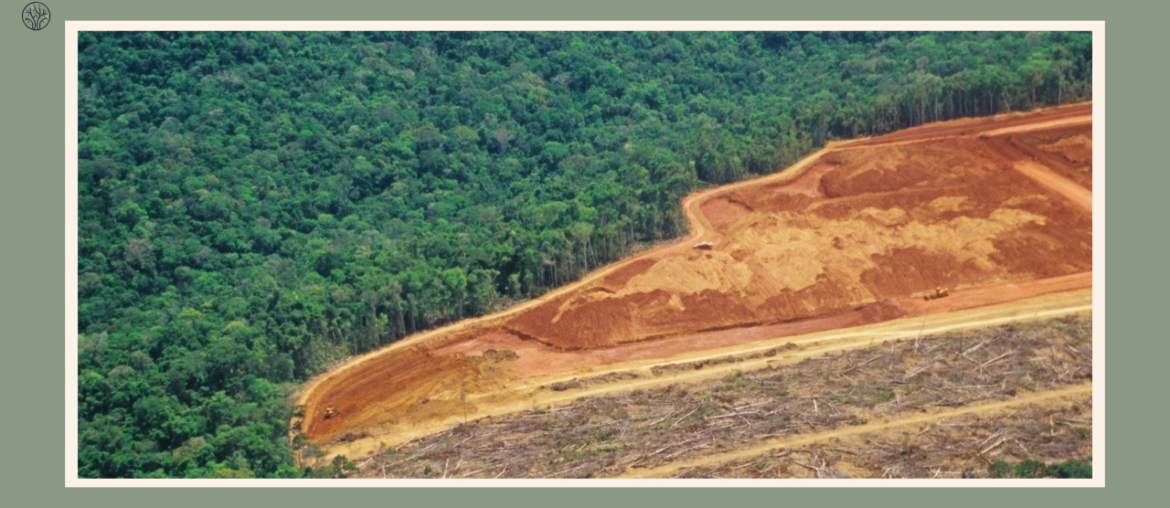 the-amazon-deforestation