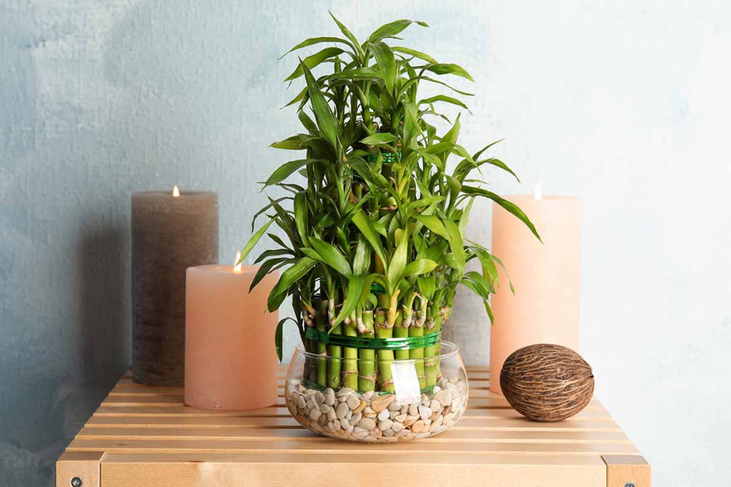 How To Care For Lucky Bamboo