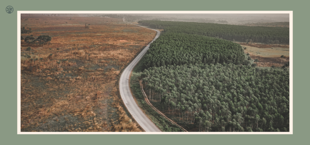where-is-deforestation-the-worst