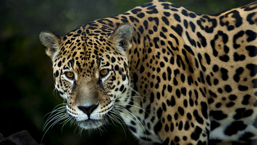Amazonian Jaguars