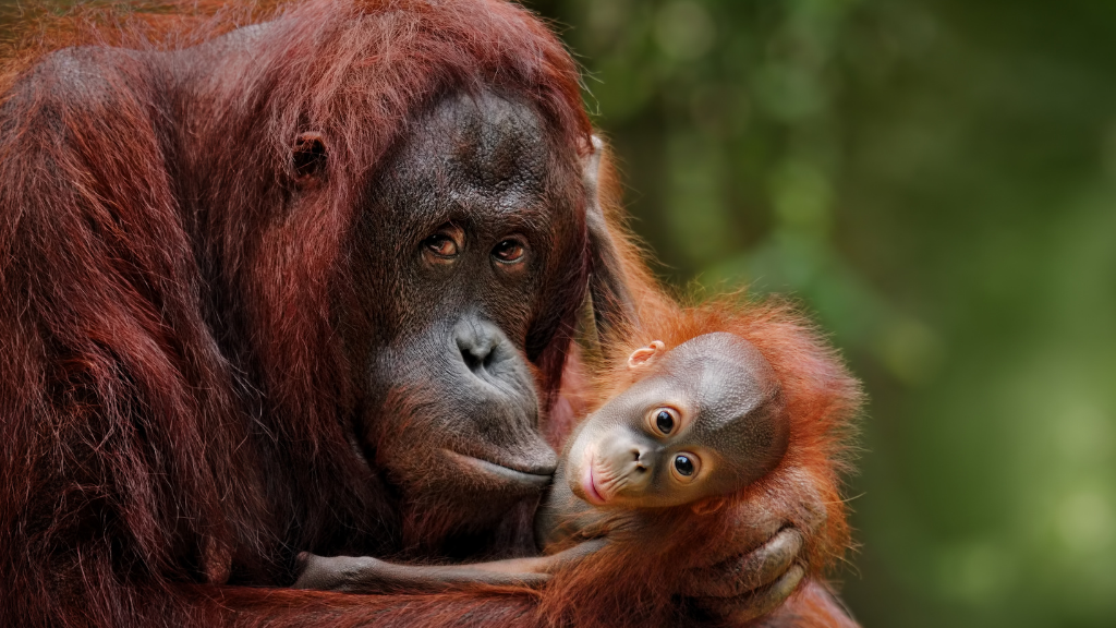 deforestation is affecting orangutans