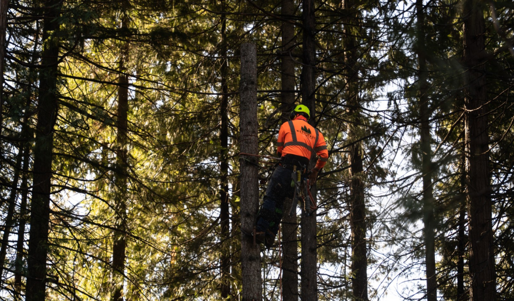 Cheapest time of year for tree removal in West Coast