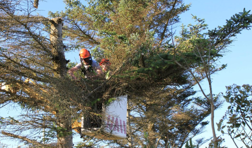 Tree Removal in Non-Winter Months