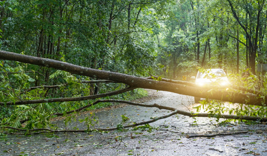 Responsibilities for Fallen Tree Removal