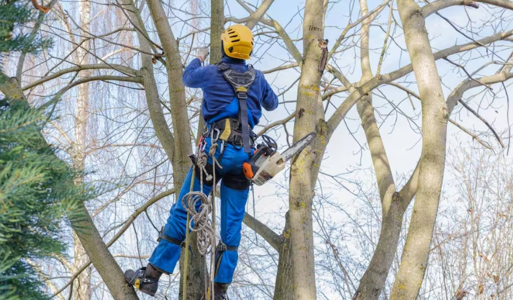 Cheapest time of year for tree removal: Winter