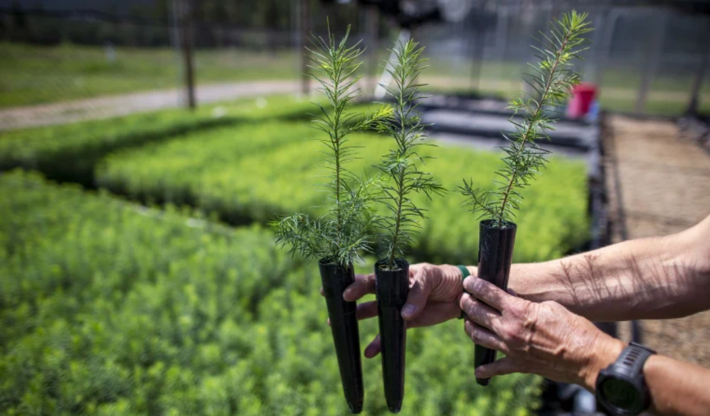 Tree Planting Efforts: A Global Perspective
