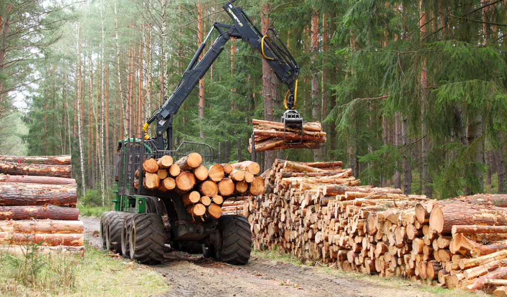 The Role Of Logging Companies